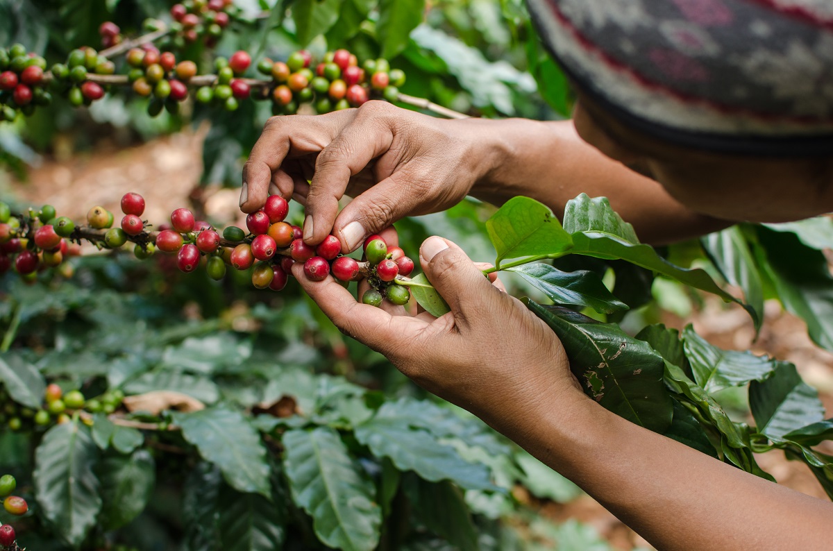 Read more about the article La route du café
