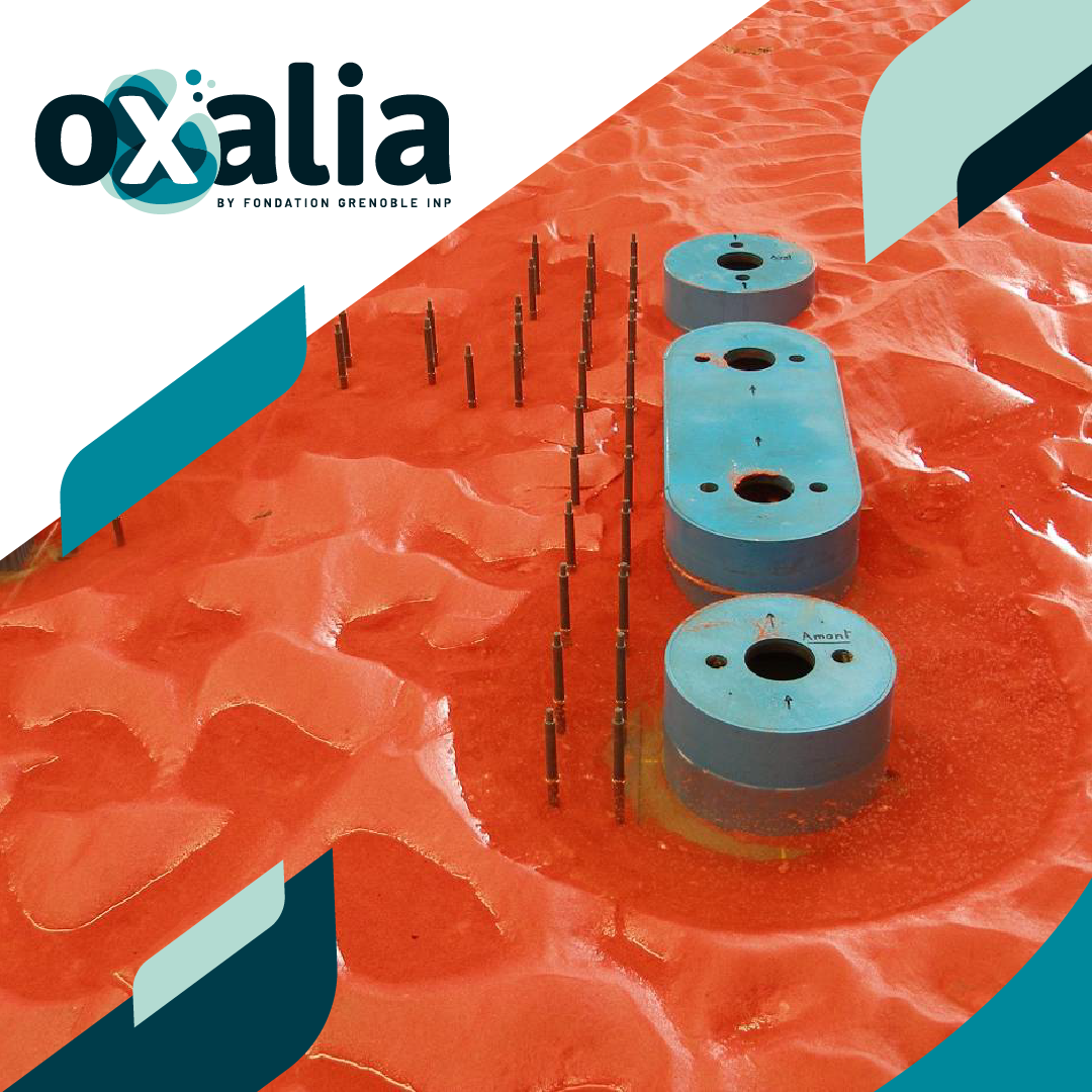 Read more about the article Chaire Oxalia