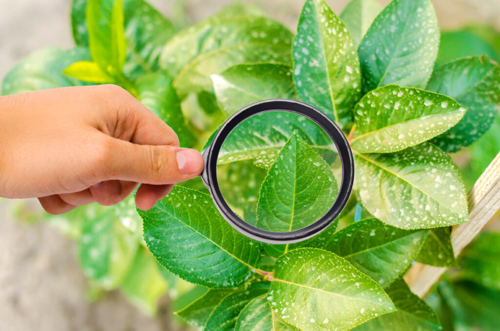 research of plants / bushes on pesticides and chemicals. treating plants from harmful insects, liquid feeding, Use hand sprayer with pesticides in the garden. pomology. magnifying glass